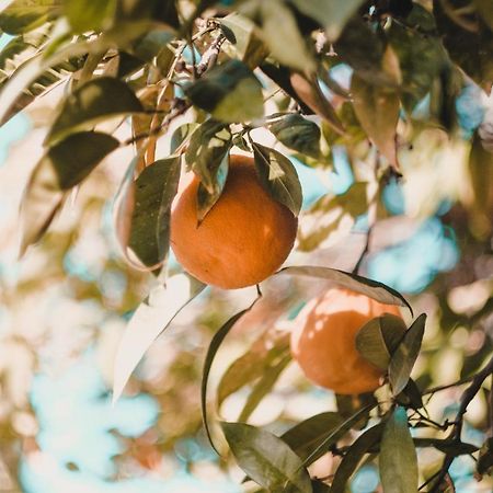 Apartman "Citrus" טרביניה מראה חיצוני תמונה