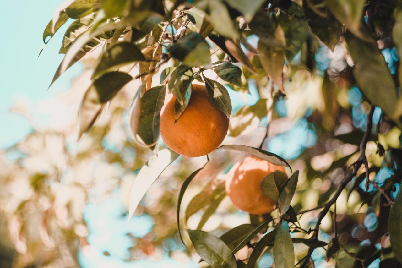 Apartman "Citrus" טרביניה מראה חיצוני תמונה